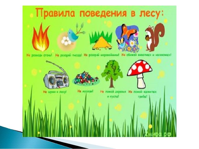 ОНДиПР Волосовского района напоминает, что делать в лесу запрещается:.